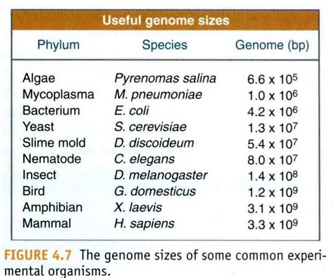 Genome sizes of some common experimental orga - Various - BNID 106919