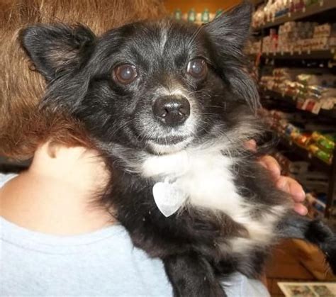 Black Papillon Chihuahua Mix - Pets Lovers