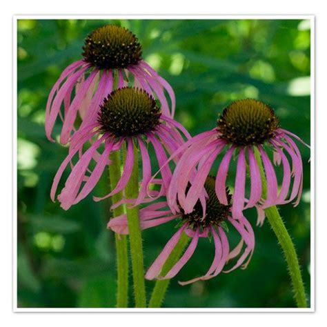 Echinacea pallida Pale Purple Coneflower - Sugar Creek Gardens | Echinacea, Plants, Native plants