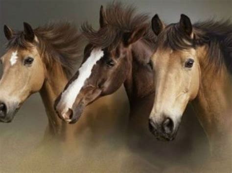 🔥 Download Desktop Wallpaper Horses Beautiful Wild by @williammaldonado ...