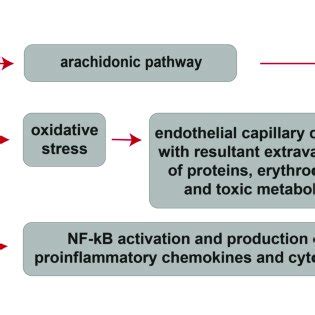 | Cellular and molecular mechanisms of the cardiotoxic effects exerted ...