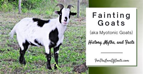 Fainting Goats (aka Myotonic Goats): History, Myths, and Facts