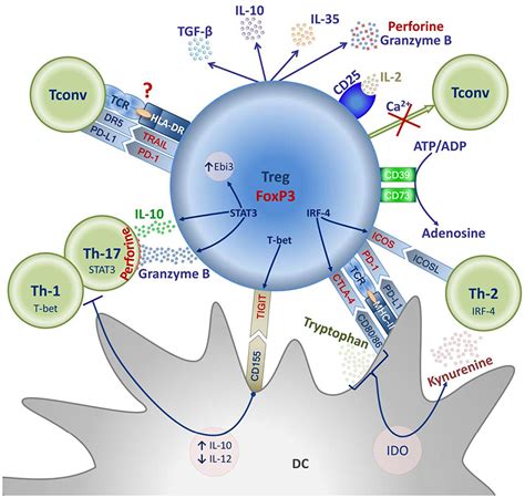 Frontiers | Treg Heterogeneity, Function, and Homeostasis