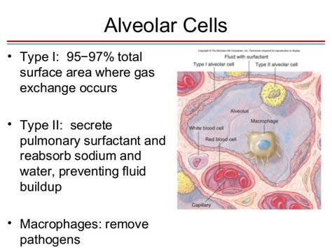 Chapter 16 lecture-1