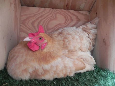 59 Best Photos Buff Orpington Backyard Chickens : I Love Backyard ...