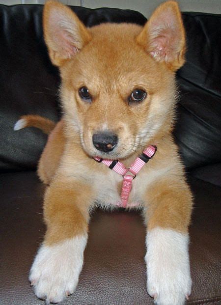 Madison the Australian Cattle Dog Mix | Cute dogs breeds, Australian cattle dog mix, Mixed breed ...