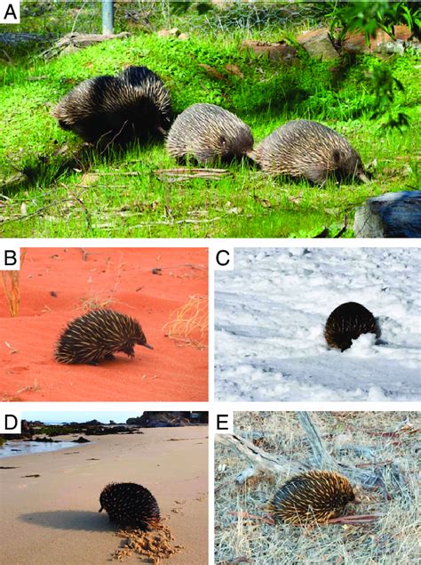 Subset of echidna photos submitted to EchidnaCSI by the public. (A) An ...