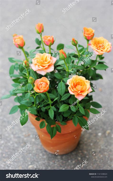 8,969 Miniature Roses Images, Stock Photos & Vectors | Shutterstock