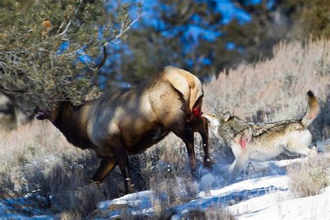 Wolf hunting down bull elk. | Hunting