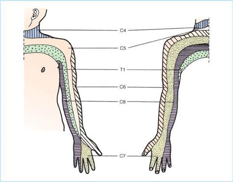 Brachial Plexus Nerve Dermatome