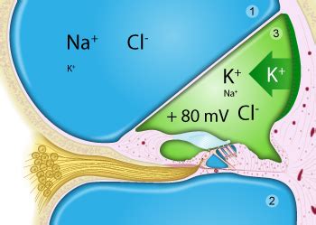 Cochlear fluids | Cochlea