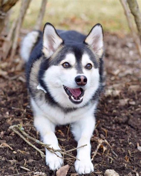 Pomsky | Middelgrote hondenrassen, Honden, Hondenrassen