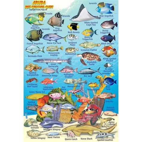 Franko Maps Aruba Reef Creature Guide 4 X 6 Inch | Bonaire, Creatures, Fishing cards