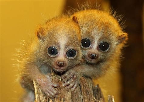 Meet Nova and Sol - Baby Pygmy Slow Loris Twins Have Names