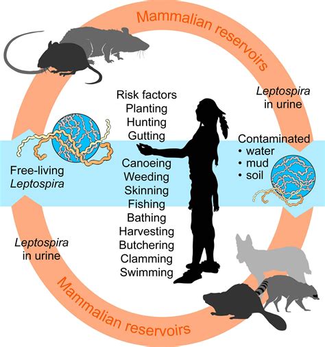 Leptospirosis - almostadoctor