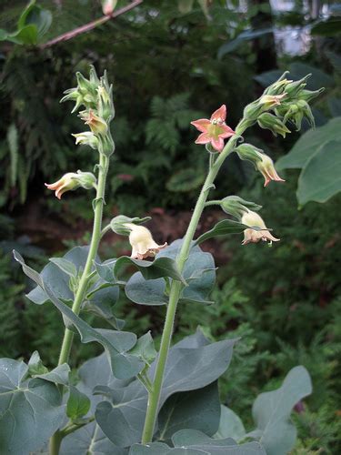 Nicotiana Glutinosa Seeds | World Seed Supply