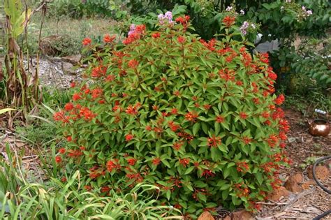 Photo of Firebush (Hamelia patens) uploaded by dave | Landscaping ideas ...