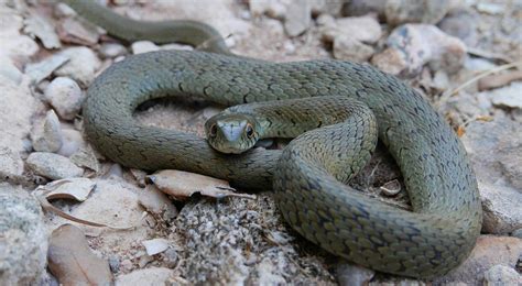 13 Types of Snakes That Live in Spain! (ID Guide) - Bird Watching HQ