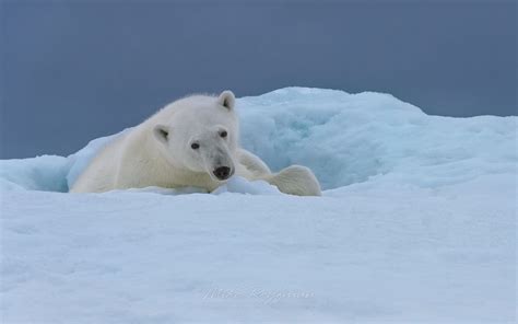 Polar bear resting on the iceberg along Spitsbergen coast. Svalbard ...