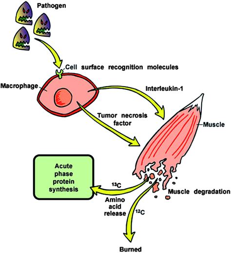 The emerging role of carbon isotope ratio determination in health research and medical ...