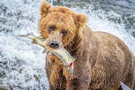 Brown Bear Eating Salmon - Daniel Wise on Fstoppers