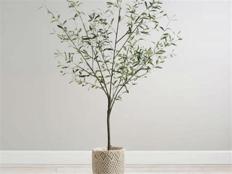 9 best indoor plants to add life and style to your interiors