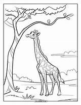 110  Dibujos De jirafas Para Colorear Niños Y Adultos PDFs Gratis sketch template