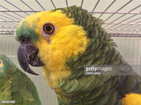 890 Amazon Parrot Stock Photos, High-Res Pictures, and Images - Getty ...