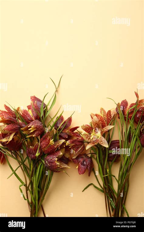 Spring wild flowers background Stock Photo - Alamy