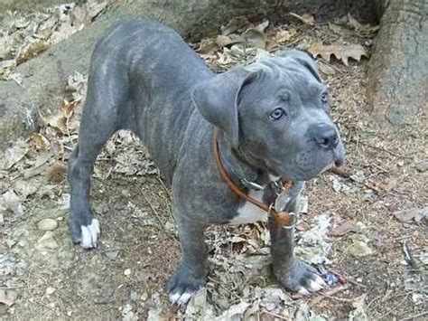 Cane Corso Italian Mastiff Blue Brindle Text/call (303) 536-8102 for ...