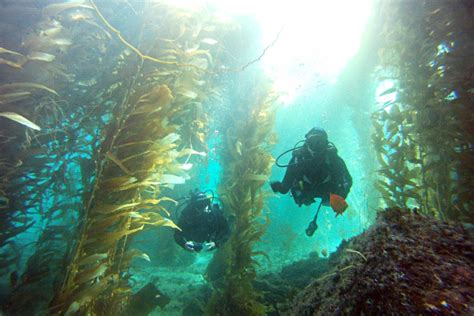 La Jolla Cove Scuba Diving - Giant Kelp Forest & Sea Lions