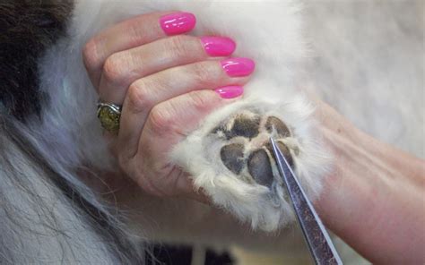 How To Care For The Pads On Your Dog's Feet | TLC Dog Grooming