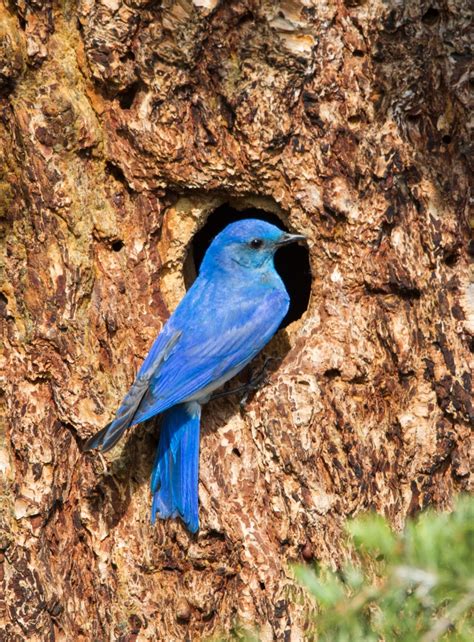 Mountain Bluebird at nest cavity | Roads End Naturalist