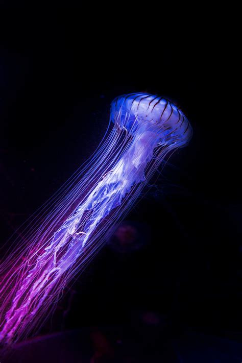 Jellyfish | Sea aquarium, Jellyfish, Natural landmarks