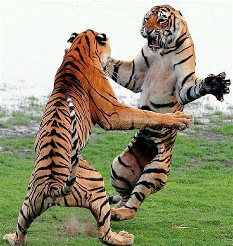 Pelea de tigres | Giant cat, Majestic animals, Interesting animals