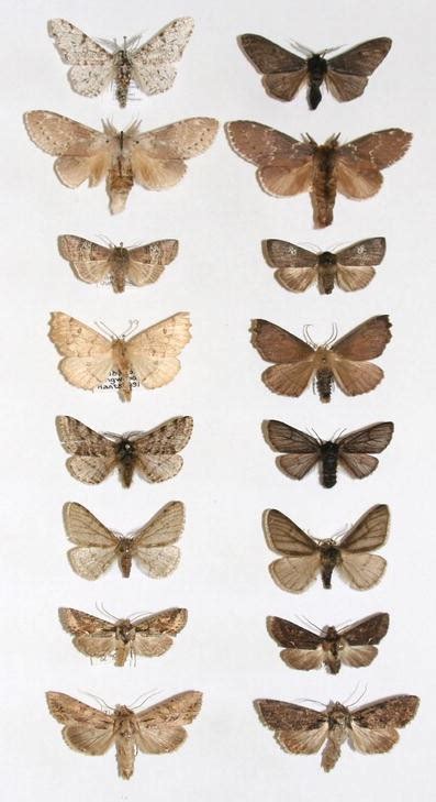 Industrial Melanism in the Peppered Moth, Biston betularia: An ...