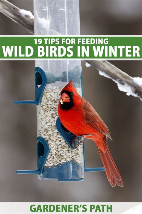 19 Tips for Feeding Wild Birds in Winter | Gardener’s Path