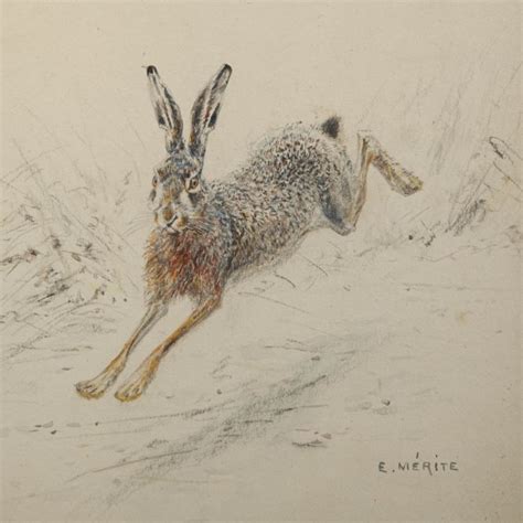 Édouard Paul Mérite. Running Hare, drawing - Expertissim | Hare pictures, Bunny sketches ...