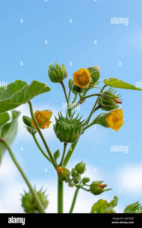 Abutilon theophrasti leaves and flowers. The plant is also known as ...