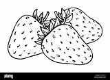 Fresh Strawberry Coloring Pages Learn To sketch template