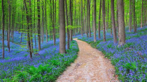 Belgium Bluebells – Bing Wallpaper Download