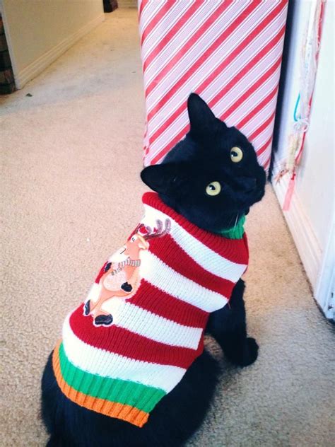 Cat Christmas Sweater | Cat christmas sweater, Christmas cats, Black christmas