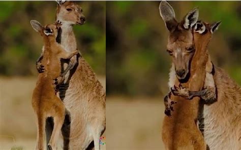 Mother Kangaroo adorably hugs her baby, video goes viral: Watch