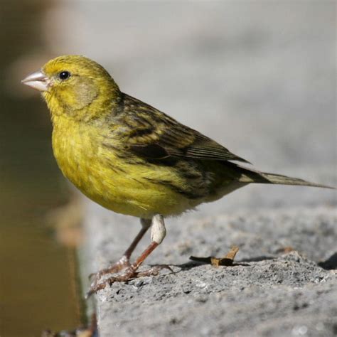 Yellow Canary Facts, Pet Care, Behavior, Diet, Price, Pictures | Singing Wings Aviary