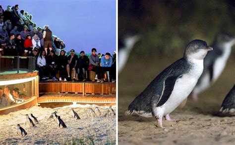 Watch Melbourne's Phillip Island Penguin Parade Live Stream From Home - Little Day Out