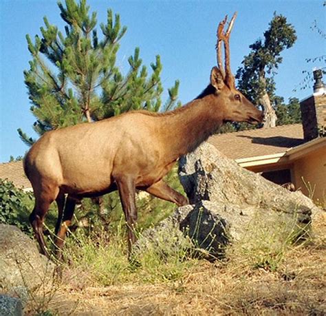 Natural Sightings: Could this be an elk/deer hybrid? | Lifestyle | tehachapinews.com