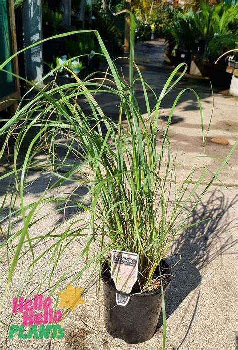 Pennisetum 'Green Fountain Foxtail Grass' 6" Pot | Fox Tail Grass