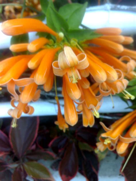 Flowers of Malaysia: Cape honeysuckle