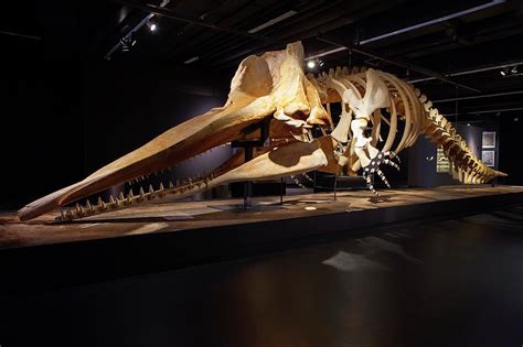 Sperm Whale Skeleton Display Photograph by Thomas Fredberg