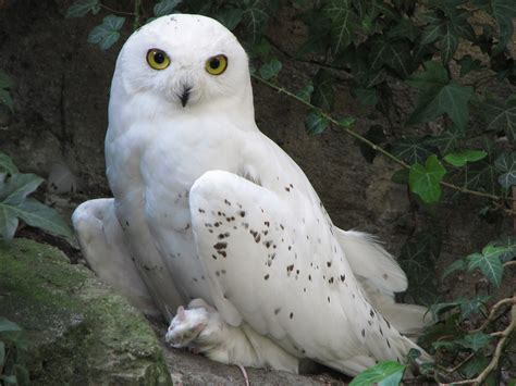 CUTE WILDLIFE: The Snowy Owl